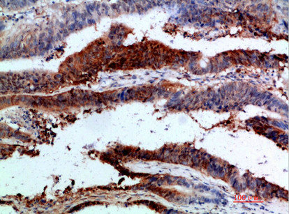 ITGA1 antibody