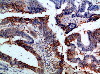 ITGA1 Antibody