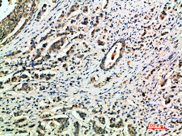 ITGA1 antibody