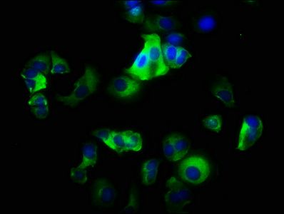 ITGA2 antibody