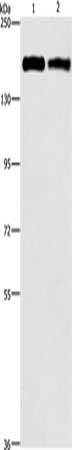 ITGA2 Antibody