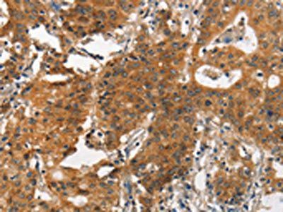 ITGA2 Antibody