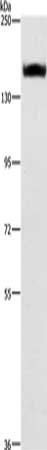 ITGA2 antibody