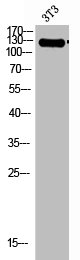 ITGA2 Antibody
