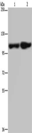 ITGA2B Antibody