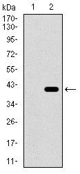 ITGA2B Antibody