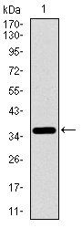 ITGA2B Antibody
