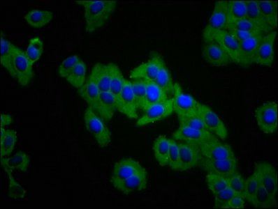 ITGA3 Antibody