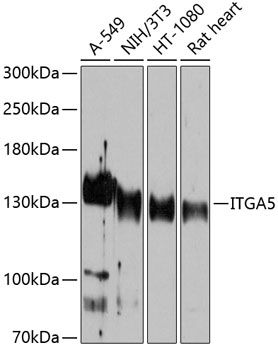 ITGA5 antibody
