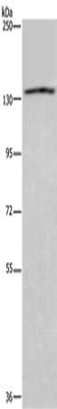 ITGAE Antibody