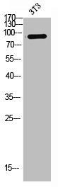 ITGB1 Antibody