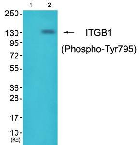 ITGB1 (phospho-Tyr795) antibody