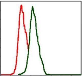 ITGB1 Antibody