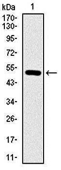 ITGB1 Antibody