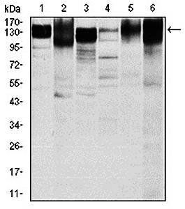 ITGB1 Antibody