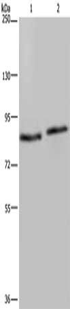 ITGB2 Antibody