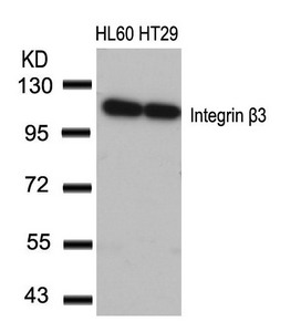 ITGB3 Antibody