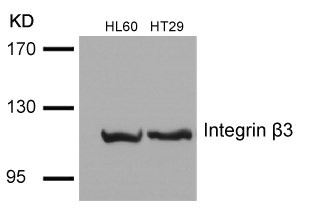 ITGB3 Antibody
