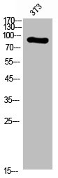 ITGB3 Antibody