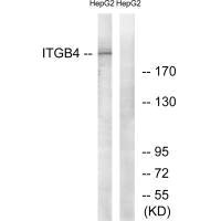 ITGB4 (Ab-1510) antibody