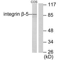 ITGB5 antibody