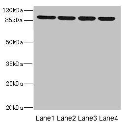ITGB8 Antibody