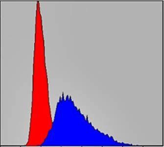 ITK Antibody