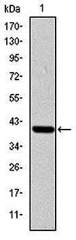 ITK Antibody