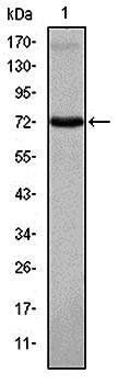 ITK Antibody