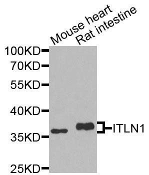 ITLN1 antibody