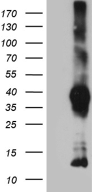 ITM2A Antibody