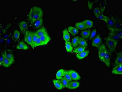 ITM2A Antibody