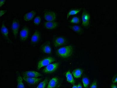 ITM2A Antibody