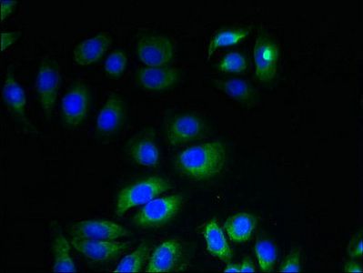 ITM2A antibody