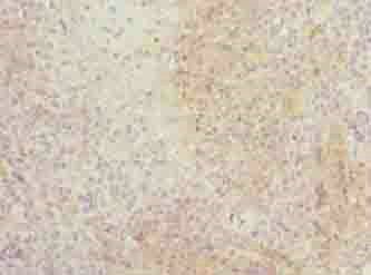 ITM2A Antibody