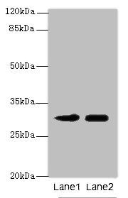 ITM2A antibody