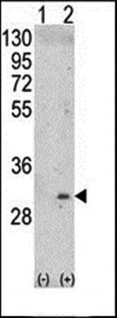 ITM2A antibody