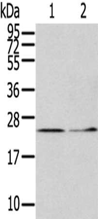 ITPA antibody