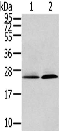 ITPA antibody