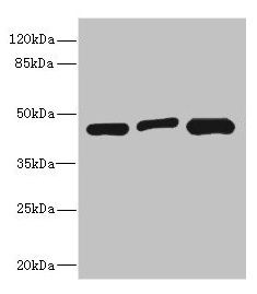 ITPK1 antibody