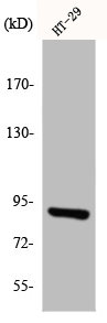 ITPKC Antibody