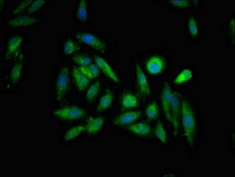 ITPR1 Antibody