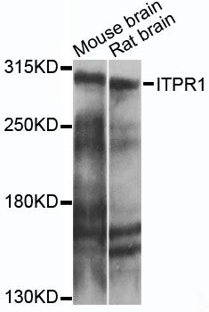 ITPR1 antibody