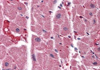Goat anti-ITPR2 Antibody