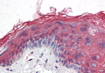 Goat anti-ITPR2 Antibody