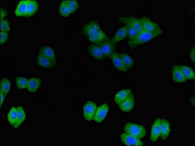 ITSN2 Antibody