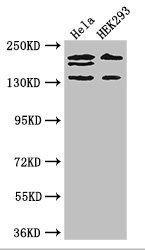 ITSN2 Antibody