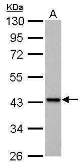 isovaleryl-CoA dehydrogenase Antibody
