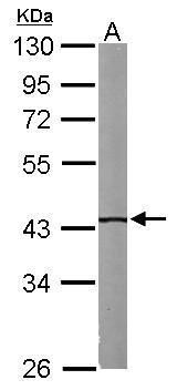 isovaleryl-CoA dehydrogenase Antibody