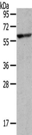 IVL antibody